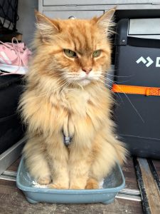 img 1987 katze am klo3 1024h