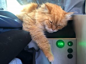 img 2015 katze im camper1024