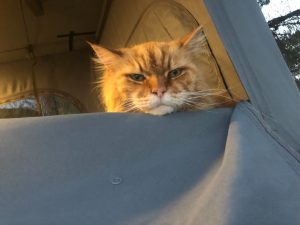 img 2025 katze schaut aus dem camper 1024