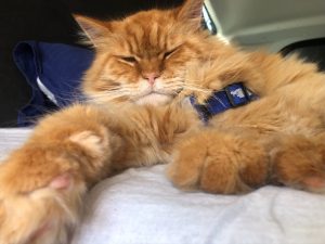 img 2159 schöne katze souveraen 1024