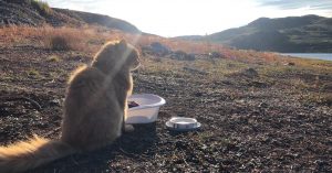 img 2244 katze beim fressen in tundra2 1024