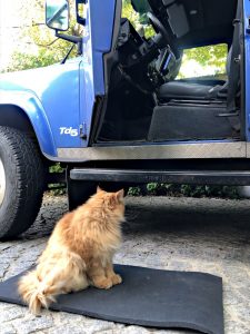 img 5592 katze wartet vor landrover camper2 1024