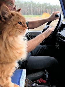 katze faehrt das auto 1024